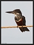 afrikaanse reuzenijsvogel MG 9863 kopie